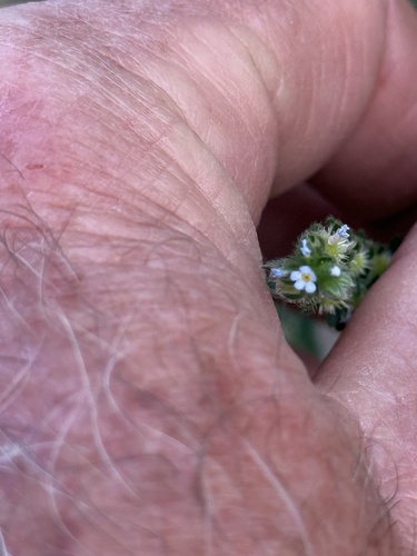Flatspine Stickseed