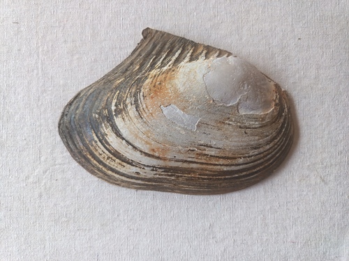 Cockscomb Mussel