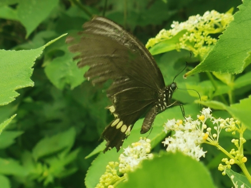 Common Mormon Swallowtail