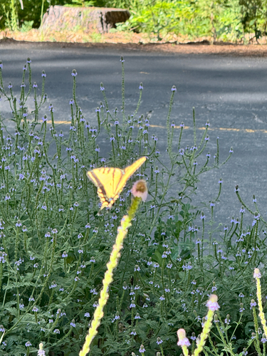 iNaturalist observation photo of Common Swallowtails