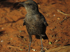 Myrmecocichla formicivora