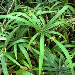Cyperus albostriatus