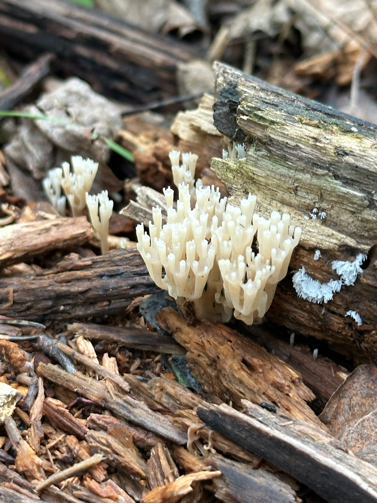 crown-tipped coral fungus · July 2026 · photo: Photo: no rights reserved · iNaturalist