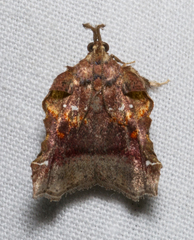Clydonopteron sacculana