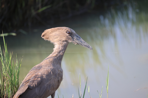 iNaturalist image