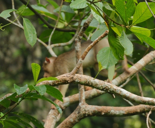 Southern Pig-tailed Macaque