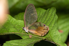 Haetera piera