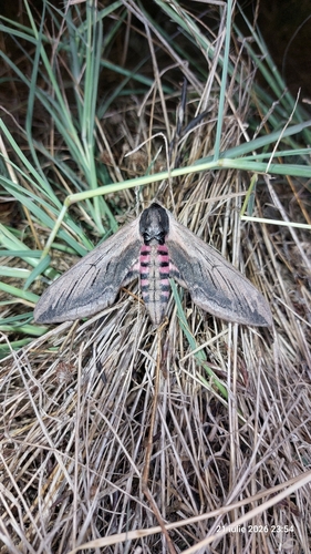 Privet Hawkmoth