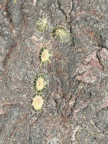 Siphonaria observed 2026-07-16