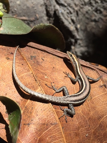Cryptoblepharus yulensis observed 2026-07-22