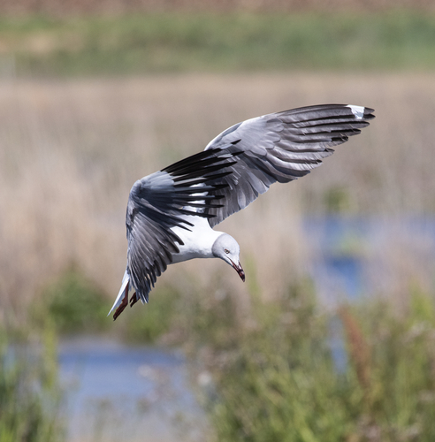 iNaturalist image