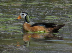 Nettapus auritus