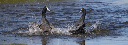 iNaturalist image