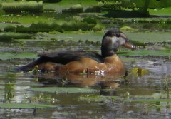 Nettapus auritus