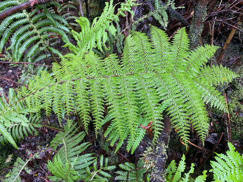 Athyrium microphyllum observed 2026-07-21