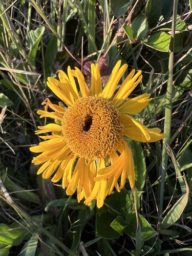 Helenium bolanderi, photograph 1
