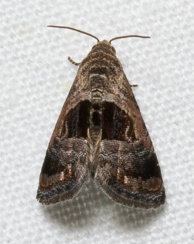 Rectangular Tripudia Moth (Tripudia rectangula) · iNaturalist