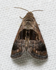 Tripudia rectangula