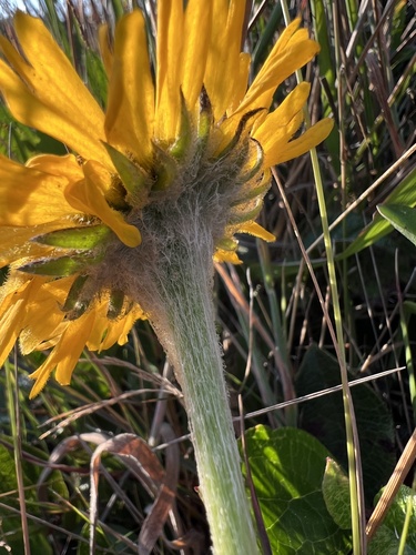 Helenium bolanderi, photograph 3