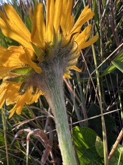 Helenium bolanderi, photograph (c) Ryan Donnelly, some rights reserved (CC BY)