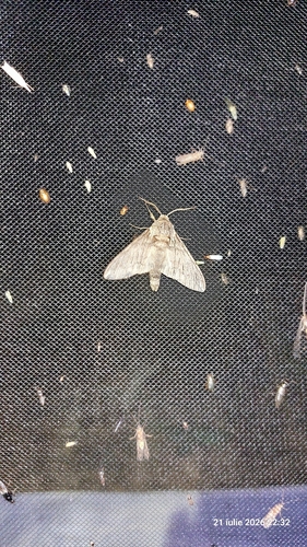 Dolbina elegans