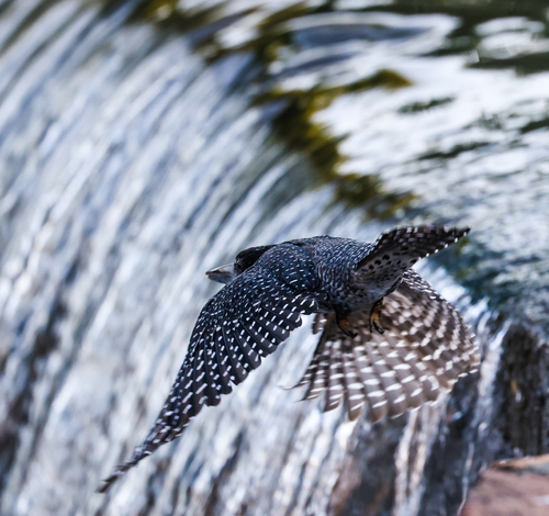 iNaturalist image