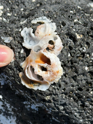 Thylacodes variabilis observed 2026-07-16