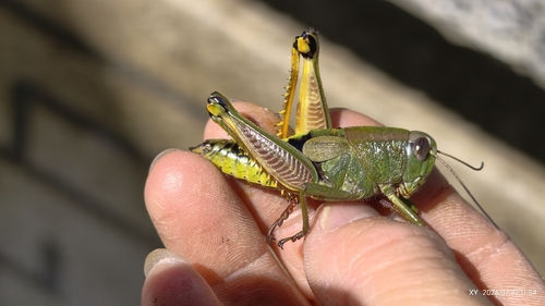 Peripolus nepalensis