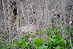 Odocoileus virginianus