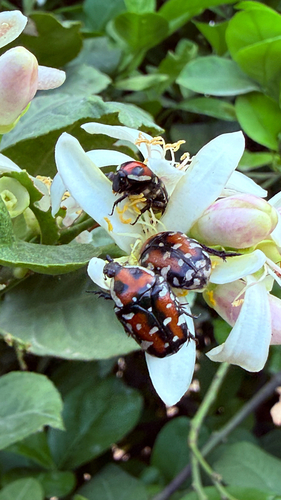 Indian Flower Chafer