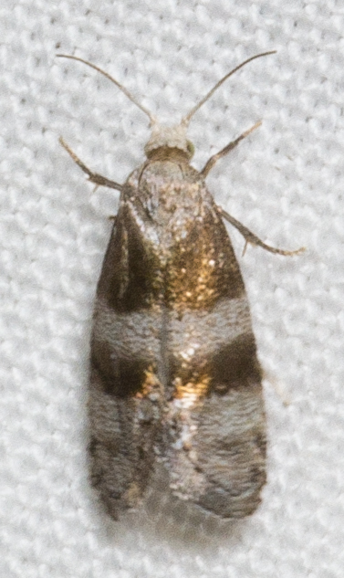 Corticivora