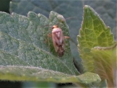 Taylorilygus apicalis