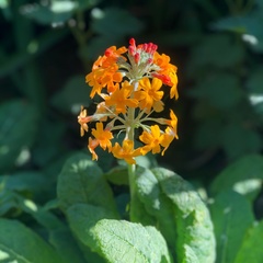 Primula bulleyana
