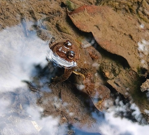 Occidozyga laevis observed 2026-07-20
