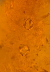 Gloeoporus pannocinctus