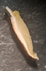 Gloeoporus pannocinctus