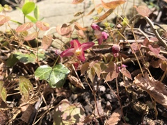Epimedium × rubrum