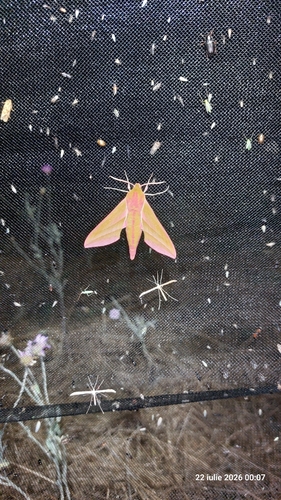 Elephant Hawkmoth