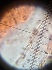 Gloeoporus pannocinctus