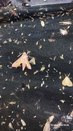 Small Elephant Hawkmoth