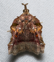 Clydonopteron sacculana
