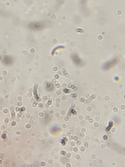 Gloeoporus pannocinctus