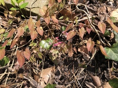 Epimedium × rubrum