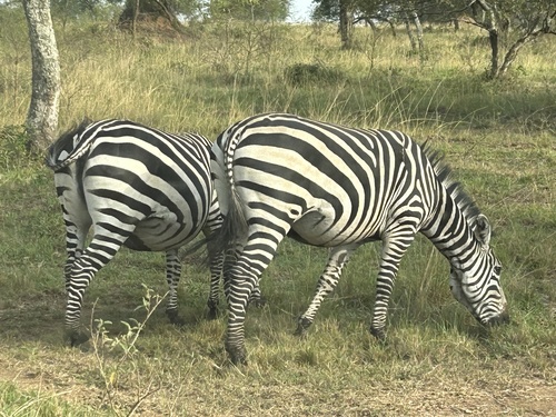 Grant’s Zebra