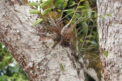 Dendrobium crumenatum