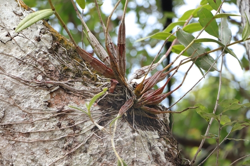 Dendrobium crumenatum, photograph 1
