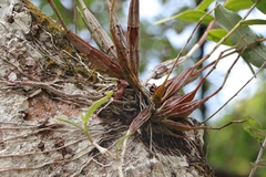 Dendrobium crumenatum, photograph (c) Indy Marshall, some rights reserved (CC BY)