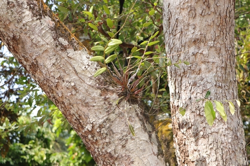 Dendrobium crumenatum, photograph 3