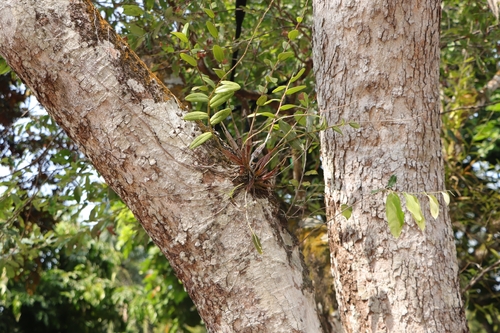 Dendrobium crumenatum, photograph 4