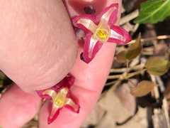 Epimedium × rubrum
